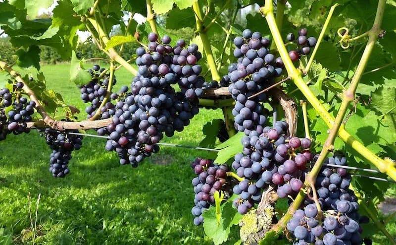 Jakie winogrona na wino w Polsce? Odmiany dla początkujących
